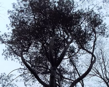 005 Pin laricio remarquable planté au centre du massif boisé de la Hacquinière. Depuis 1991, il est appelé « Débonnaire », du nom du propriétaire du bois au XIXème...