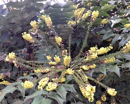 039 Mahonias