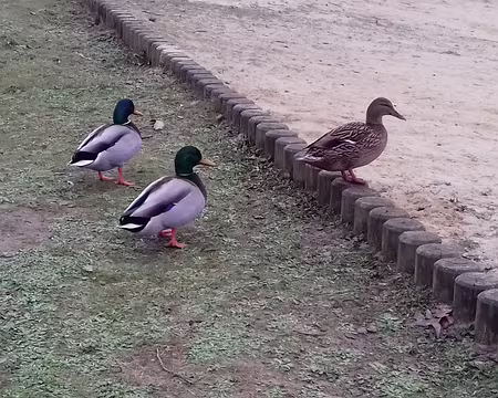 044 Canards colverts près de l’étang
