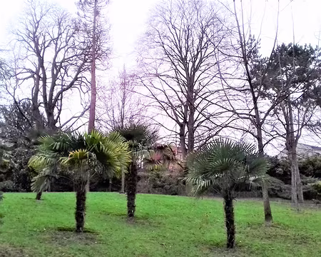 003 Palmiers à Issy