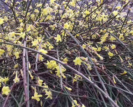 042 Jasmin d’hiver