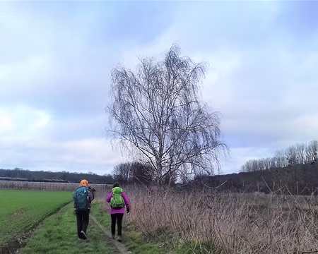 008 Un bouleau entre les champs cultivés et les zones humides proches du Petit Rosne