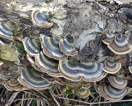012 Polypores