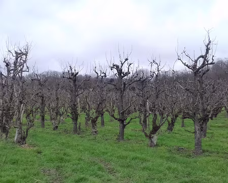 014 L’arboriculture fruitière s’est développée dans la région au XVIIème siècle