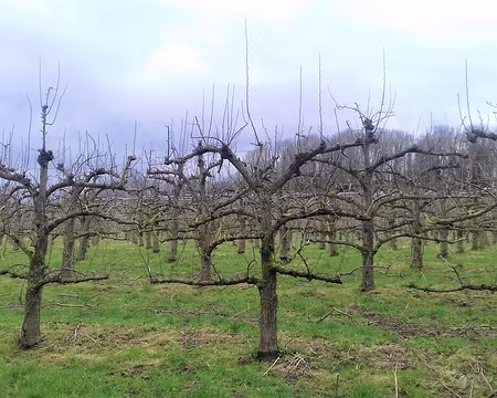 035 Verger à Saint-Brice-sous-Forêt