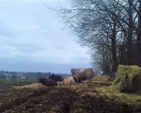 037 Quelques vaches sur les côteaux de Saint-Brice