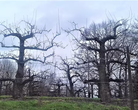 040 Pommiers en espaliers