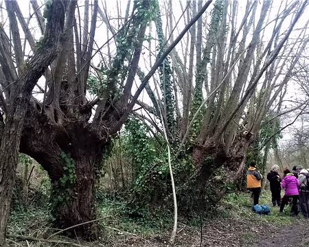044 Une pause sur le chemin de la Haie des Champs près des arbres têtards