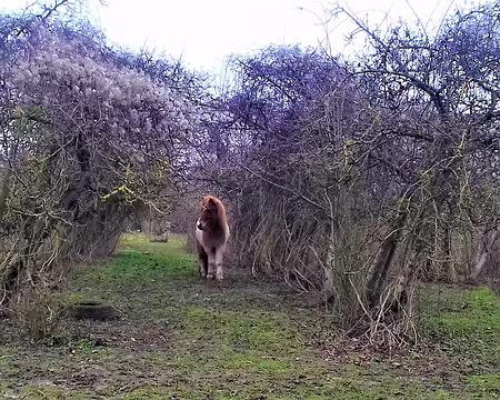 045 Poney dans un verger abandonné aux arbres couverts de clématite