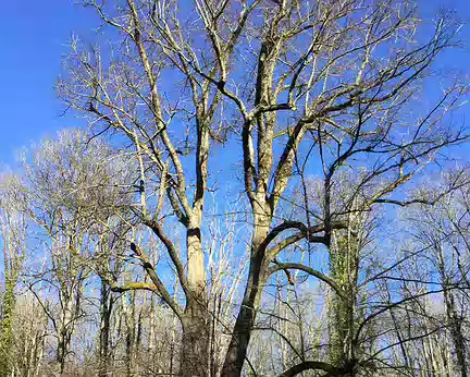 IMG_4951 Le tilleul des Bons Hommes, arbre remarquable (entre 260 et 280 ans)