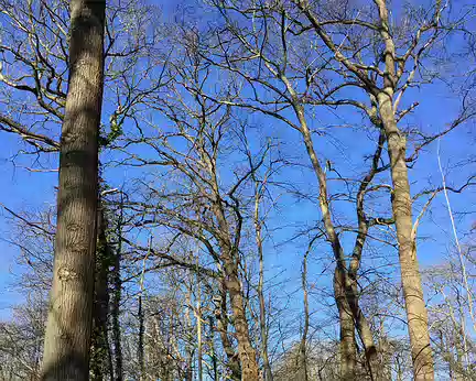 IMG_4957 Beaucoup de très beaux arbres dans cette forêt de L’Isle-Adam