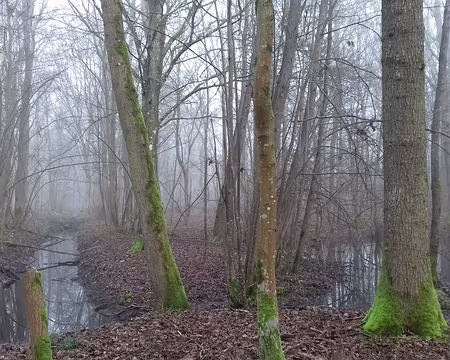 002 La forêt domaniale d’Armainvilliers (1425 ha) a été acquise par l’Etat en 1936. C’est une forêt très humide sur sol argileux