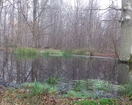 003 Une mare au carrefour du Sanglier