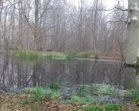 003 Une mare au carrefour du Sanglier