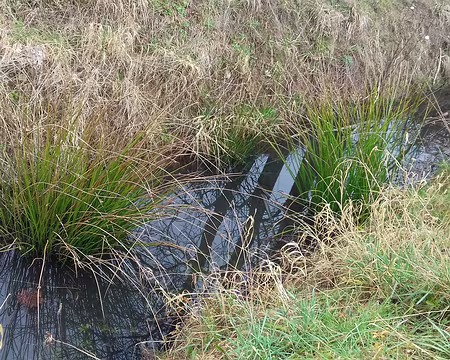 013 Comme la forêt d’Armainvilliers, la forêt de Ferrières est très humide