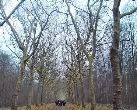 015 Belle allée bordée de platanes
