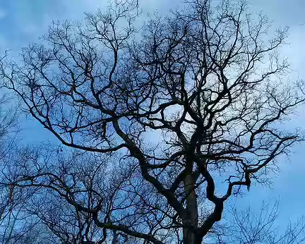024 Un chêne en hiver