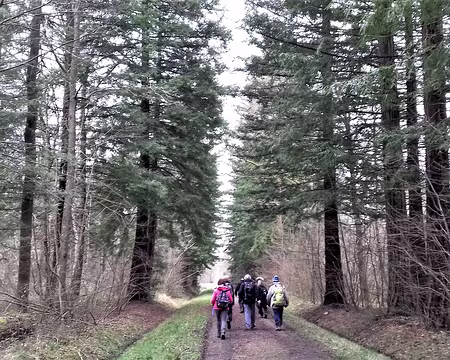 048 Allée bordée de séquoias