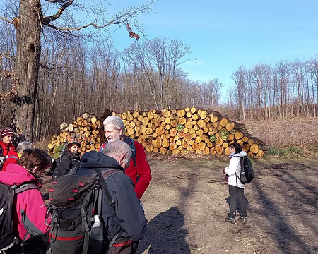 03 Les châtaigners atteints par la maladie de l'ancre sont coupés, de grandes parcelles reboisées.