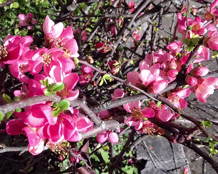 002 Cognassier du Japon à Ville-d’Avray