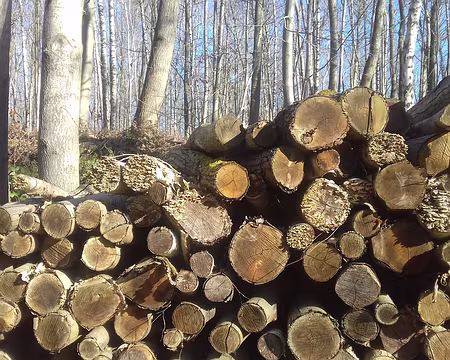 012 Coupe de bois dans la forêt gérée par l’ONF, classée zone de protection en 2007