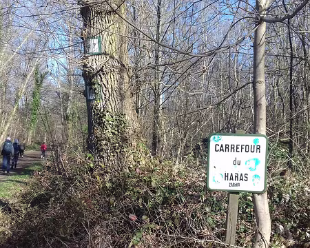 016 Le Carrefour du Haras dans la forêt de Fausses Reposes