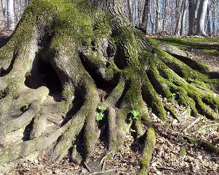 026 Les racines du chêne