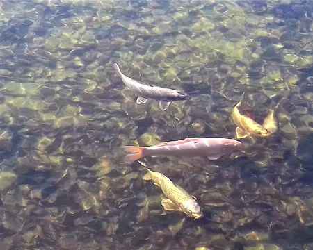 029 Carpes dans le bassin