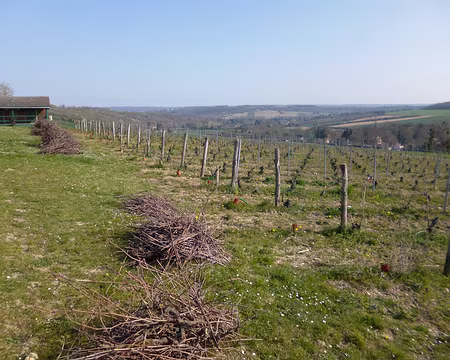 P1140883 Le vignoble de Beynes