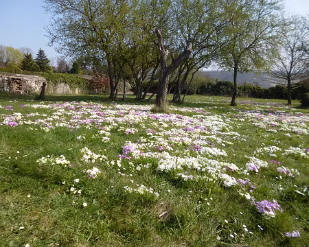 P1140886 Primevères
