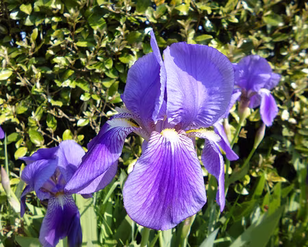 P1140887 Iris