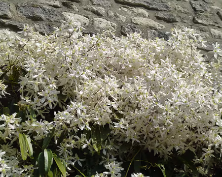 P1140892 Clématite Armandii