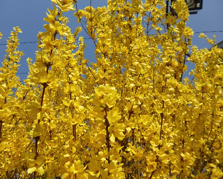 P1140904 Forsythia. Merci à Gilles pour cette printanière randonnée