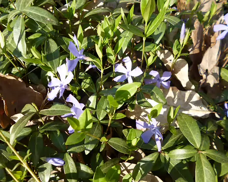 P1140851 Pervenches