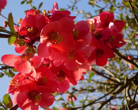 P1140861 Cognassier du Japon