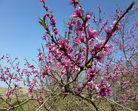 P1140879 Fleurs de pêcher