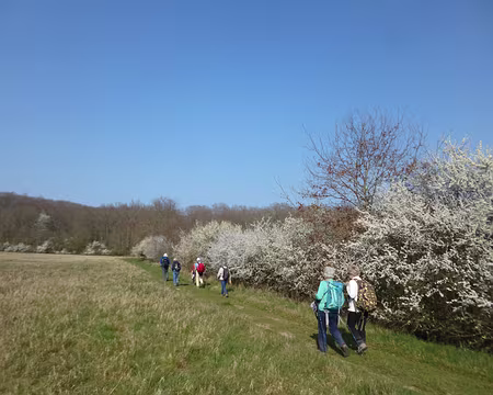P1140880 Aubépine. Merci à Nicole et Bernard pour cette agréable randonnée printanière.