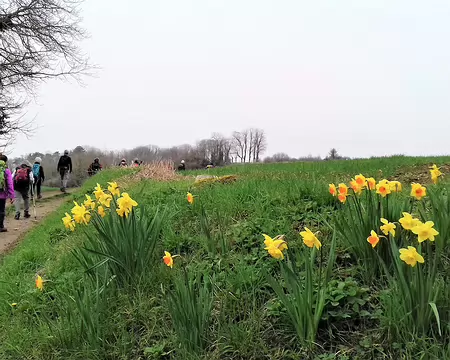 033 Jonquilles à l’embranchement du chemin