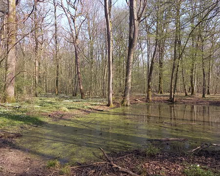 001 Forêt de Malvoisine