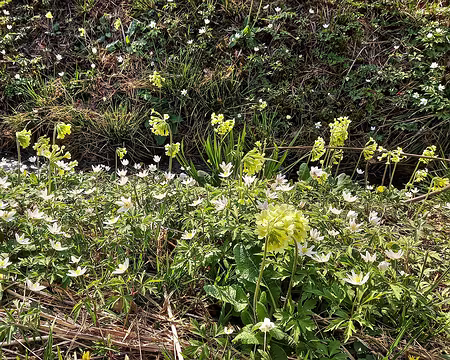 002 Coucous et anémones des bois à profusion