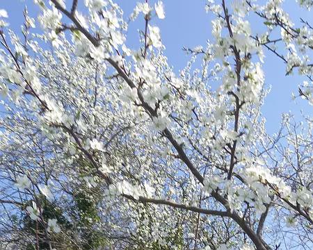 009 Envahis de prunelliers en fleur