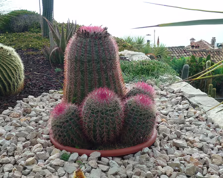 P1300067 Le soleil printanier les colorent en rouge !