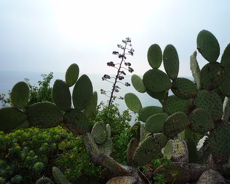 P1300144 Quelle végétation !