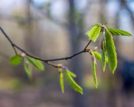 24-img_2965 C'est le printemps !