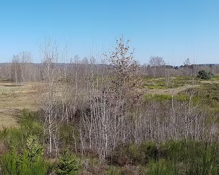 CAF-22RC17-breval-20220320_141314