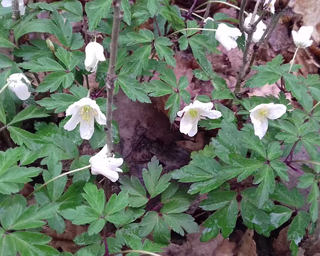 011 Anémones sylvie