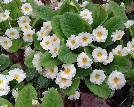 018 Primevères acaules