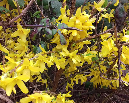 019 Forsythia
