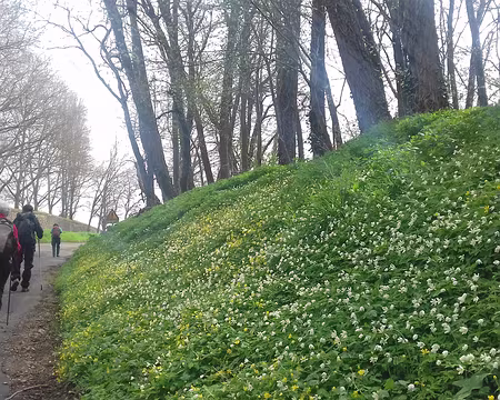 037 Tapis de fleurs à Saudreville (anémones et ficaires)