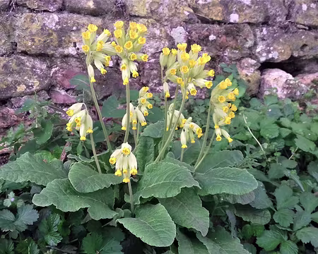 041 Primevère officinale à Saudreville